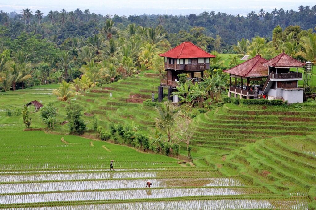 Panorama of Bali rice terraces in the dry season, the best time to visit Bali