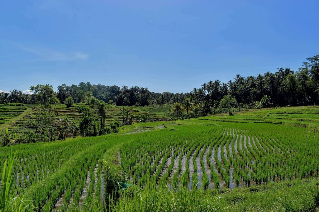 Tegalalang rice terrace in the morning, first stop on a 1-day Ubud itinerary