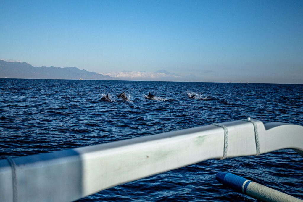 lovina dolphin watching tour