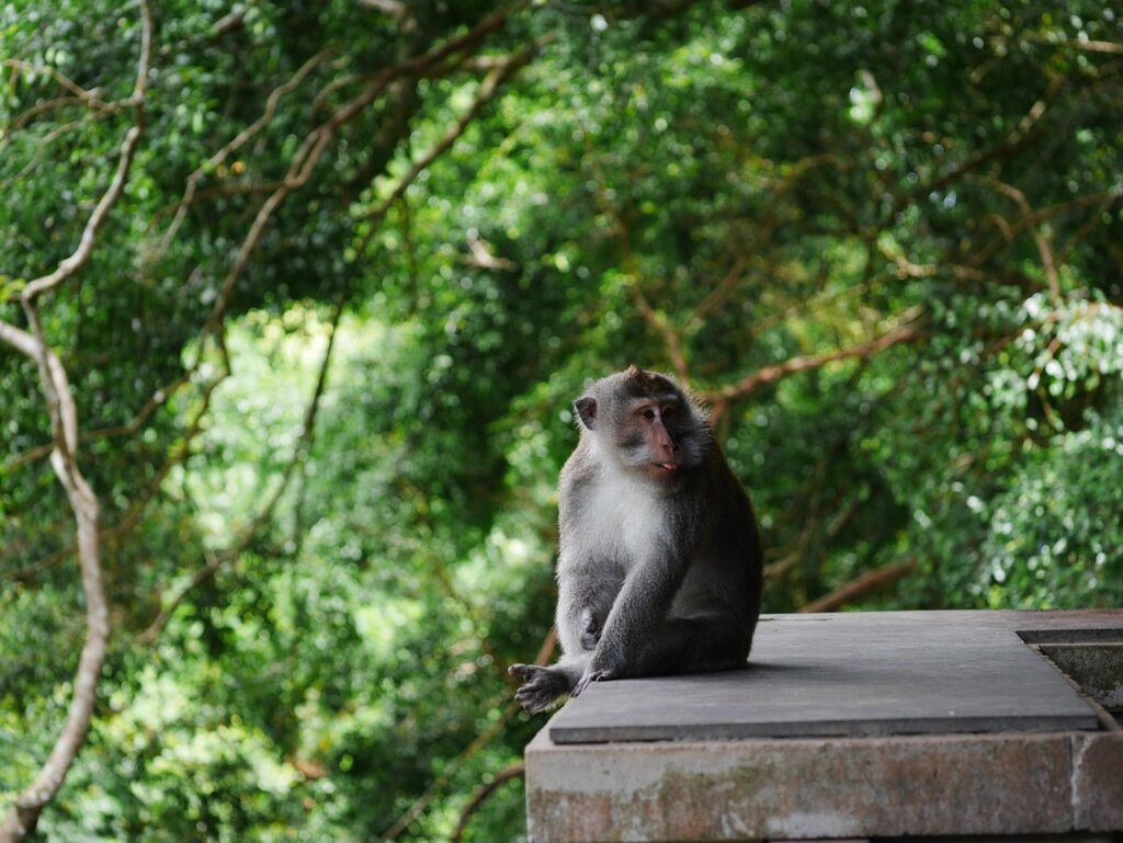 Long-tailed macaque at the Sacred Monkey Forest in Ubud, Bali